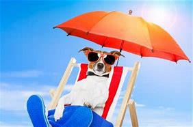 How To Help Your Dog With The Summer Heat
