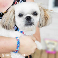 Starfish Collar, Bracelet & Leash Combo