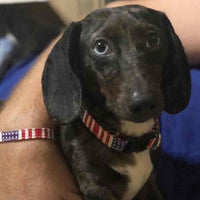 Patriot Collar, Bracelet & Leash Combo