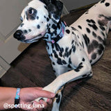 Pink Shell Collar, Bracelet & Leash Combo