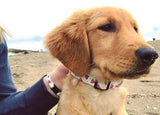 Watermelon Collar, Bracelet & Leash Combo