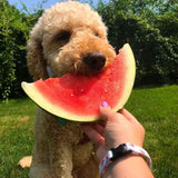 Watermelon Dog Collar